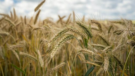 closeup-shot-barley-grains-field (1)