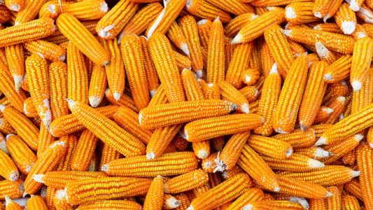 dried-corn-background (1)